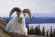 Dall Sheep Ram Bedded Down On Sheep Mountain Overlooking Kluane Lake Wall Mural