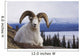Dall Sheep Ram Bedded Down On Sheep Mountain Overlooking Kluane Lake Wall Mural