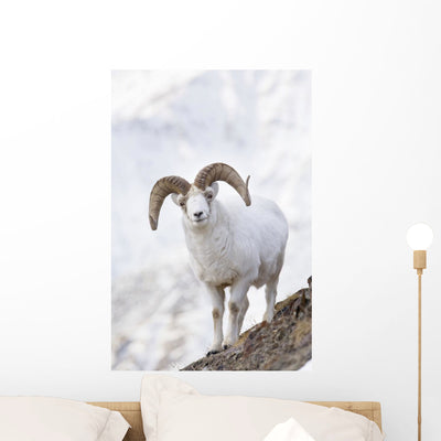 Dall Sheep Ram Sheep Wall Mural shown on a wall