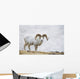 Dall Sheep Ram On Sheep Mountain Wall Mural