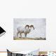 Dall Sheep Ram On Sheep Mountain Wall Mural