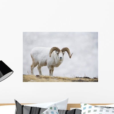 Dall Sheep Ram Sheep Wall Mural shown on a wall