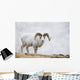 Dall Sheep Ram On Sheep Mountain Wall Mural