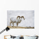 Dall Sheep Ram On Sheep Mountain Wall Mural