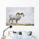 Dall Sheep Ram On Sheep Mountain Wall Mural