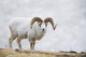 Dall Sheep Ram On Sheep Mountain Wall Mural