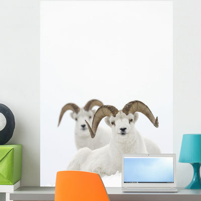 Two Dall Sheep Rams Wall Mural shown on a wall