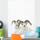 Two Dall Sheep Rams Bedded In Snow On Sheep Mountain Wall Mural