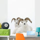 Two Dall Sheep Rams Bedded In Snow On Sheep Mountain Wall Mural