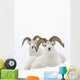 Two Dall Sheep Rams Bedded In Snow On Sheep Mountain Wall Mural
