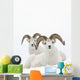 Two Dall Sheep Rams Bedded In Snow On Sheep Mountain Wall Mural
