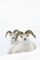 Two Dall Sheep Rams Bedded In Snow On Sheep Mountain Wall Mural