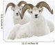 Two Dall Sheep Rams Bedded In Snow On Sheep Mountain Wall Mural