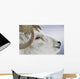 Portrait Of Large Ram During Winter Near Sheep Mountain Wall Mural