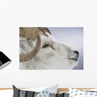 Portrait Large Ram during Wall Mural shown on a wall