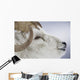 Portrait Of Large Ram During Winter Near Sheep Mountain Wall Mural