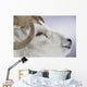 Portrait Of Large Ram During Winter Near Sheep Mountain Wall Mural