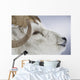 Portrait Of Large Ram During Winter Near Sheep Mountain Wall Mural