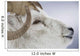 Portrait Of Large Ram During Winter Near Sheep Mountain Wall Mural
