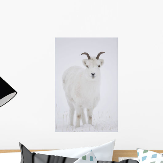 Close Up Of A Dall Sheep Ewe In Winter On Sheep Mountain Wall Mural