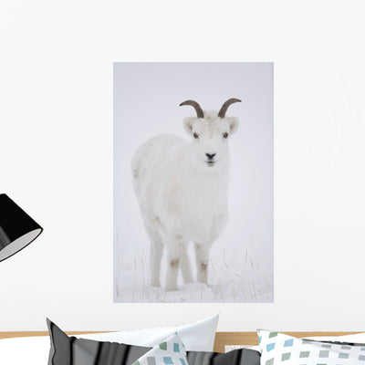Up Dall Sheep Ewe Wall Mural shown on a wall