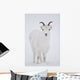 Close Up Of A Dall Sheep Ewe In Winter On Sheep Mountain Wall Mural