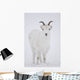 Close Up Of A Dall Sheep Ewe In Winter On Sheep Mountain Wall Mural