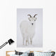 Close Up Of A Dall Sheep Ewe In Winter On Sheep Mountain Wall Mural