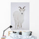 Close Up Of A Dall Sheep Ewe In Winter On Sheep Mountain Wall Mural