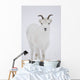 Close Up Of A Dall Sheep Ewe In Winter On Sheep Mountain Wall Mural