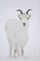 Close Up Of A Dall Sheep Ewe In Winter On Sheep Mountain Wall Mural