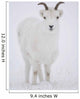 Close Up Of A Dall Sheep Ewe In Winter On Sheep Mountain Wall Mural