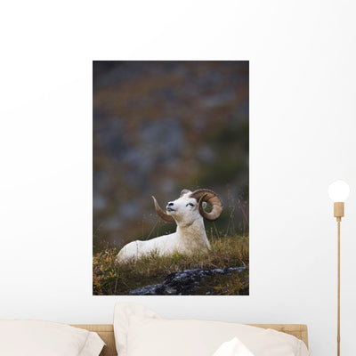 Dall Sheep Ram Bedded Wall Mural shown on a wall