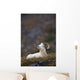 Dall Sheep Ram Bedded Down And Chewing On Grass On Mount Margaret Wall Mural