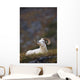 Dall Sheep Ram Bedded Down And Chewing On Grass On Mount Margaret Wall Mural