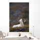 Dall Sheep Ram Bedded Down And Chewing On Grass On Mount Margaret Wall Mural