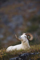 Dall Sheep Ram Bedded Down And Chewing On Grass On Mount Margaret Wall Mural