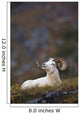 Dall Sheep Ram Bedded Down And Chewing On Grass On Mount Margaret Wall Mural