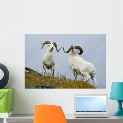 Two Dall Sheep Rams Wall Mural shown on a wall