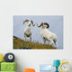 Two Dall Sheep Rams Preparing To Butt Heads In A Dominance Display Wall Mural