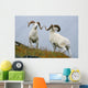 Two Dall Sheep Rams Preparing To Butt Heads In A Dominance Display Wall Mural