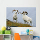 Two Dall Sheep Rams Preparing To Butt Heads In A Dominance Display Wall Mural