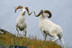 Two Dall Sheep Rams Preparing To Butt Heads In A Dominance Display Wall Mural