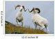 Two Dall Sheep Rams Preparing To Butt Heads In A Dominance Display Wall Mural