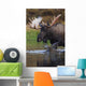 Bull Moose Walks Through A Pond In Denali National Park Wall Mural