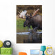 Bull Moose Walks Through A Pond In Denali National Park Wall Mural