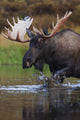 Bull Moose Walks Through A Pond In Denali National Park Wall Mural