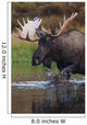 Bull Moose Walks Through A Pond In Denali National Park Wall Mural