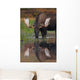 Bull Moose Walks Through A Pond In Denali National Park Wall Mural