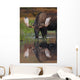 Bull Moose Walks Through A Pond In Denali National Park Wall Mural